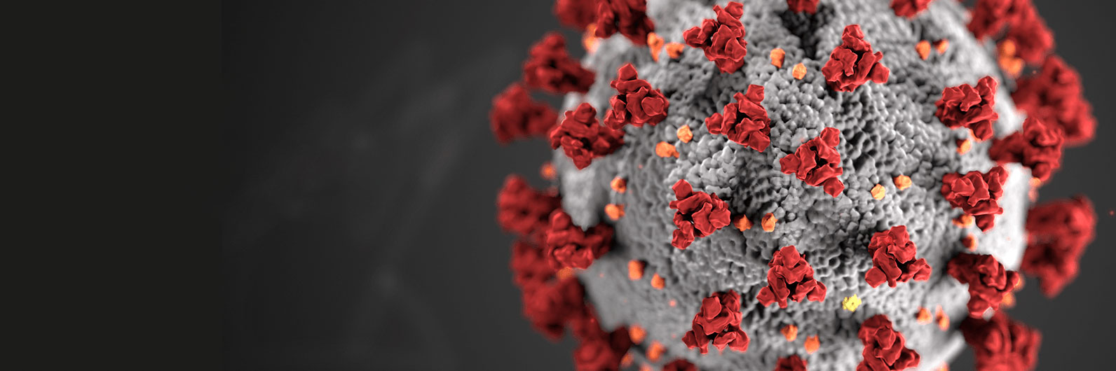 microscopic image of the COVID-19 virus